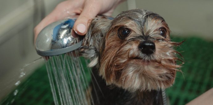 Dog bathing