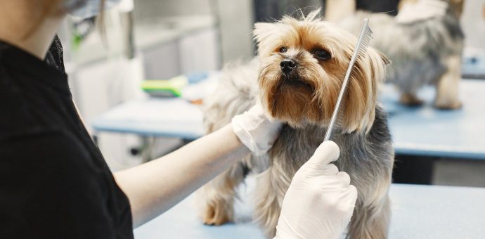 Dog grooming- dog haircut- dog scissors