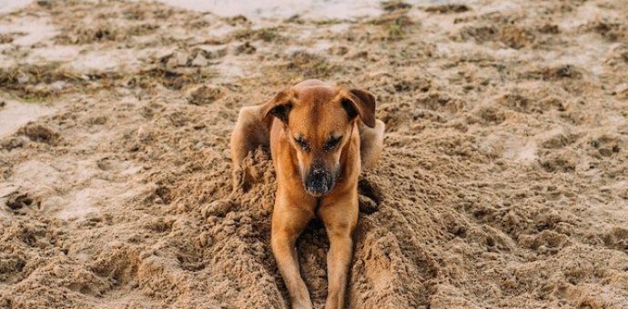 Dog's Digging Problem Solution​