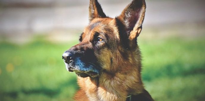 German shepherd dog breed