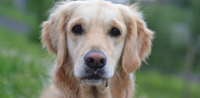 Golden retriever dog breed