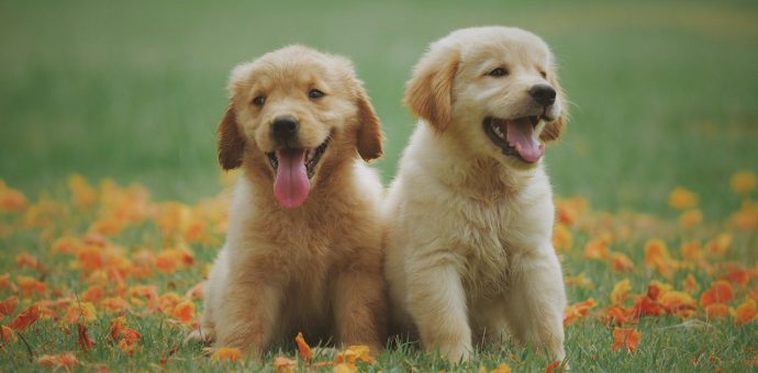 Labrador retriever puppy, Labradore retriever puppy, Labrador puppy, Labrador retriever puppies,Lab puppy