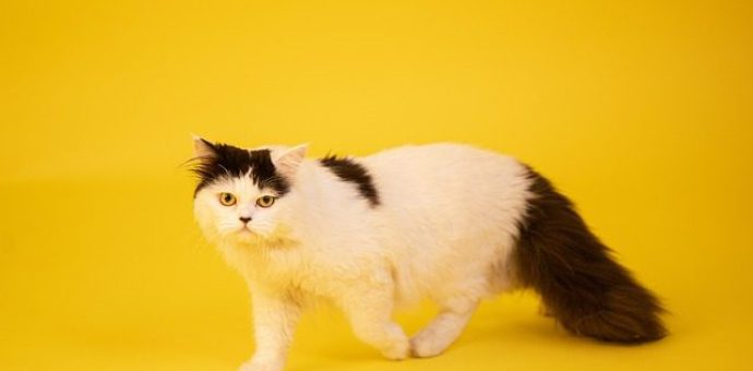 Persian cat breeds
