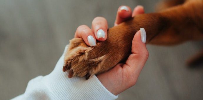 Pros of Neutering a Dog​