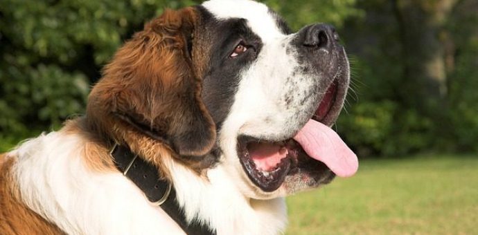 Saint Bernard dog breed photo