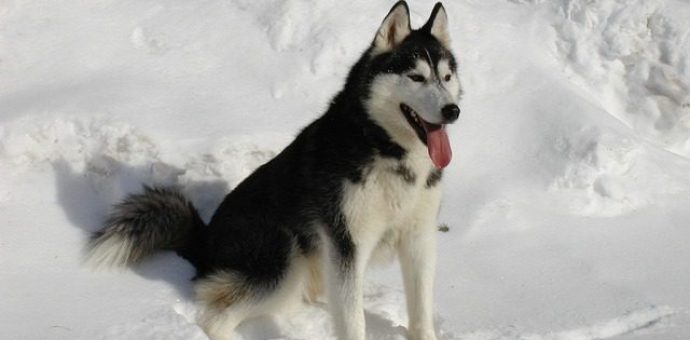 Siberian Husky dog breed photo