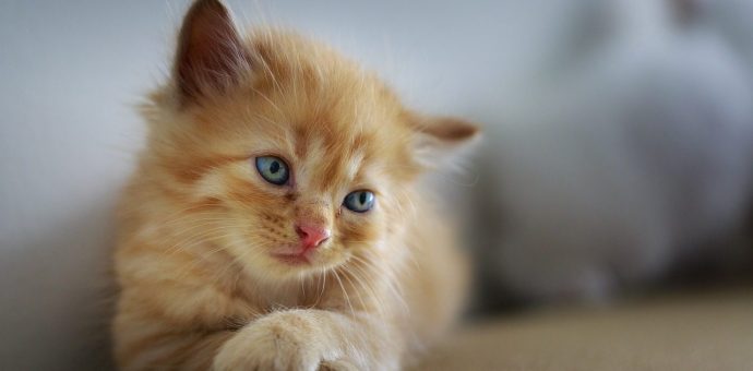 What is the best age to train a cat