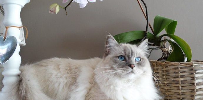 cat breeds maine coon or, cat breeds grey and white
