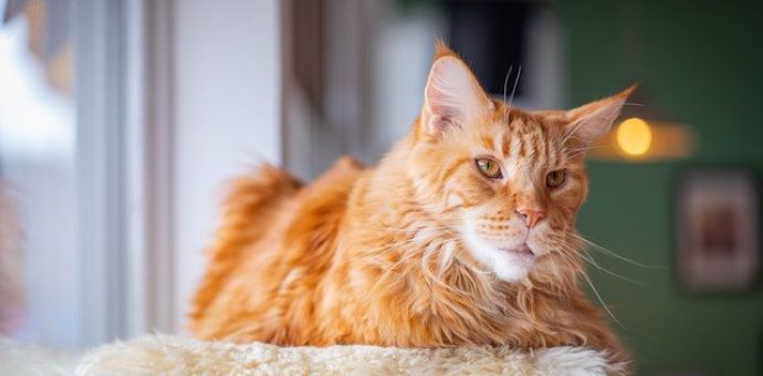 cat breeds orange and white