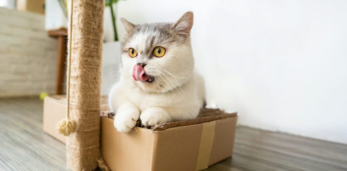 cat litter box training tips,cat litter potty training,older cat litter box training