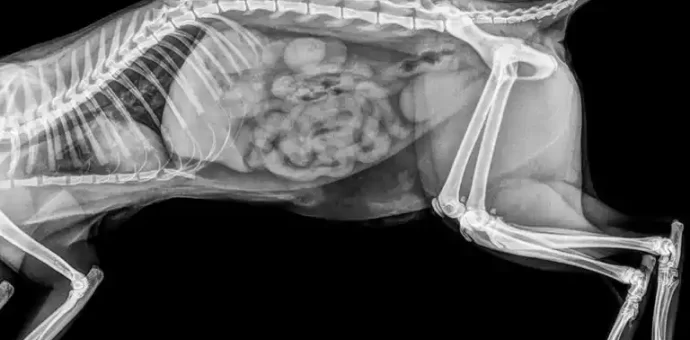 cat xray - PetsPaa