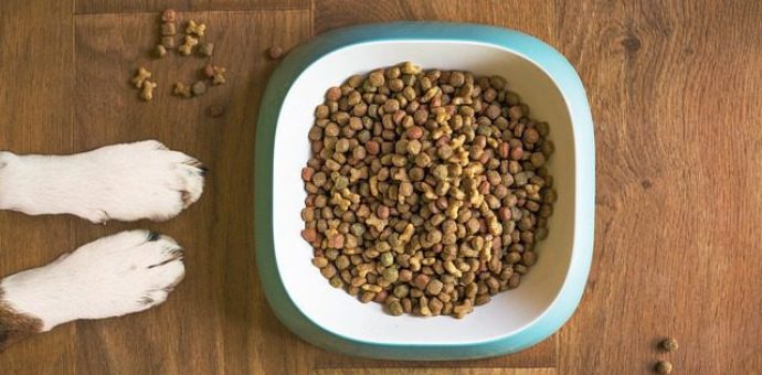 dog food care plan