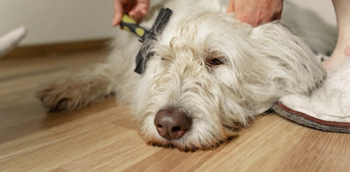 dog grooming tips for beginners - Dog grooming at home