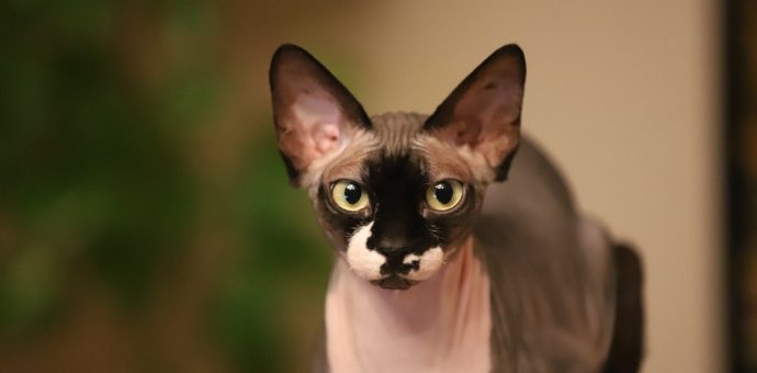 hairless cat adoption near me