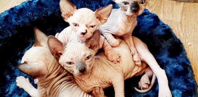 hairless cat for adoption