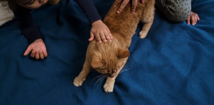 how to fix petting aggression in cats