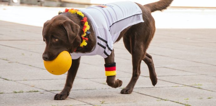 labrador retriever playing, lab temperament,labrador breeds,labrador breed,labrador retriever life span,labrador large breed,labrador breed origin,labrador dog breed,