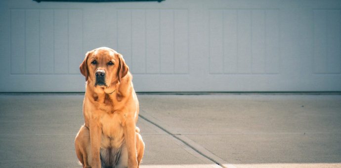 labrador retriever,labrador retriever black,labrador retriever life span,labrador retriever mix,labrador retriever chocolate